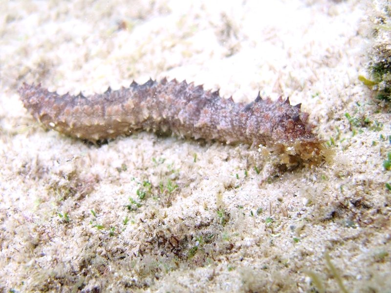 Holothuria impatiens da Porto Cesareo - 1